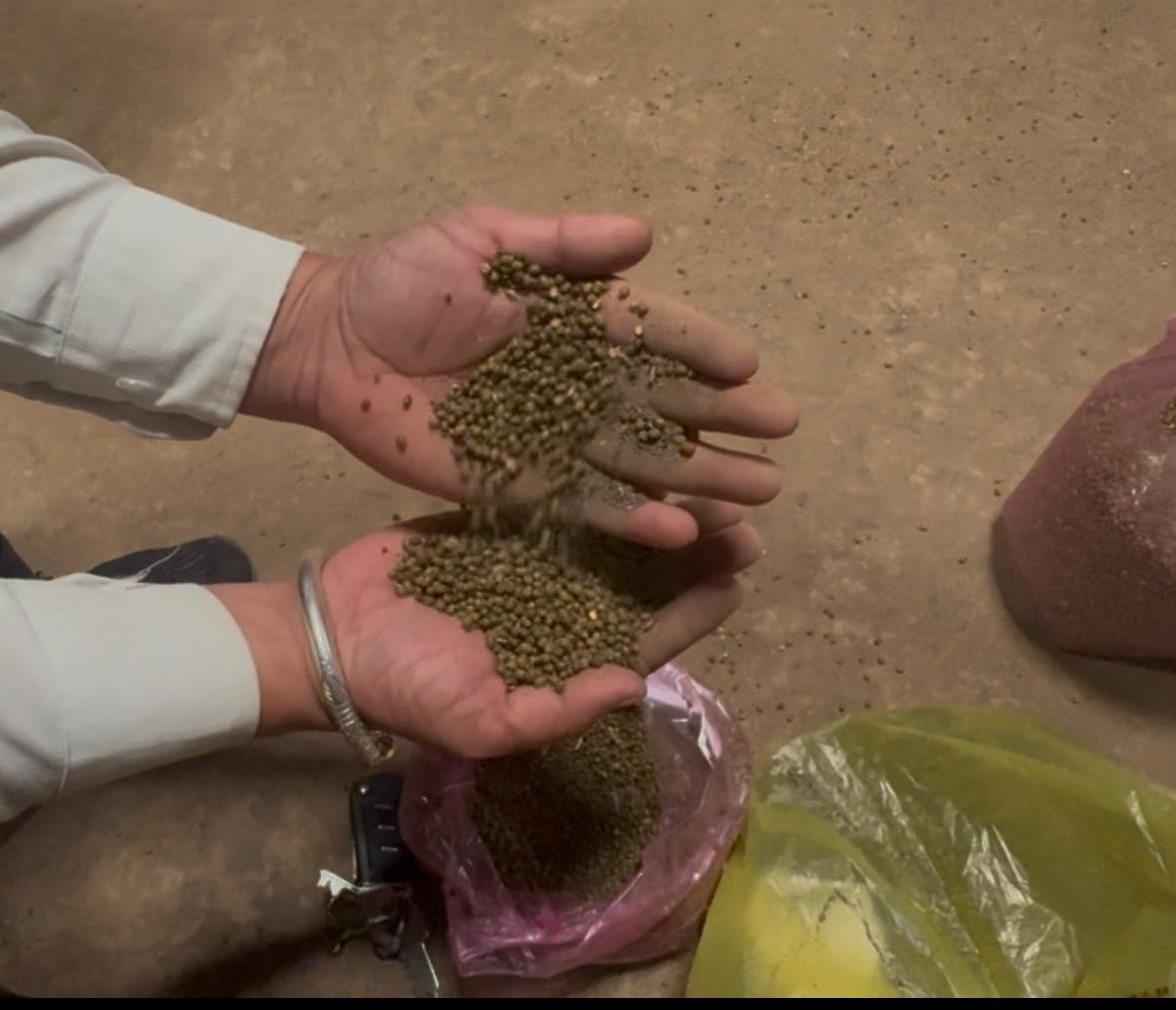The dirty game of selling 'grain' mixed with soil: Soil found in sacks at the Kanakdhara Warehouse in Makhannagar.