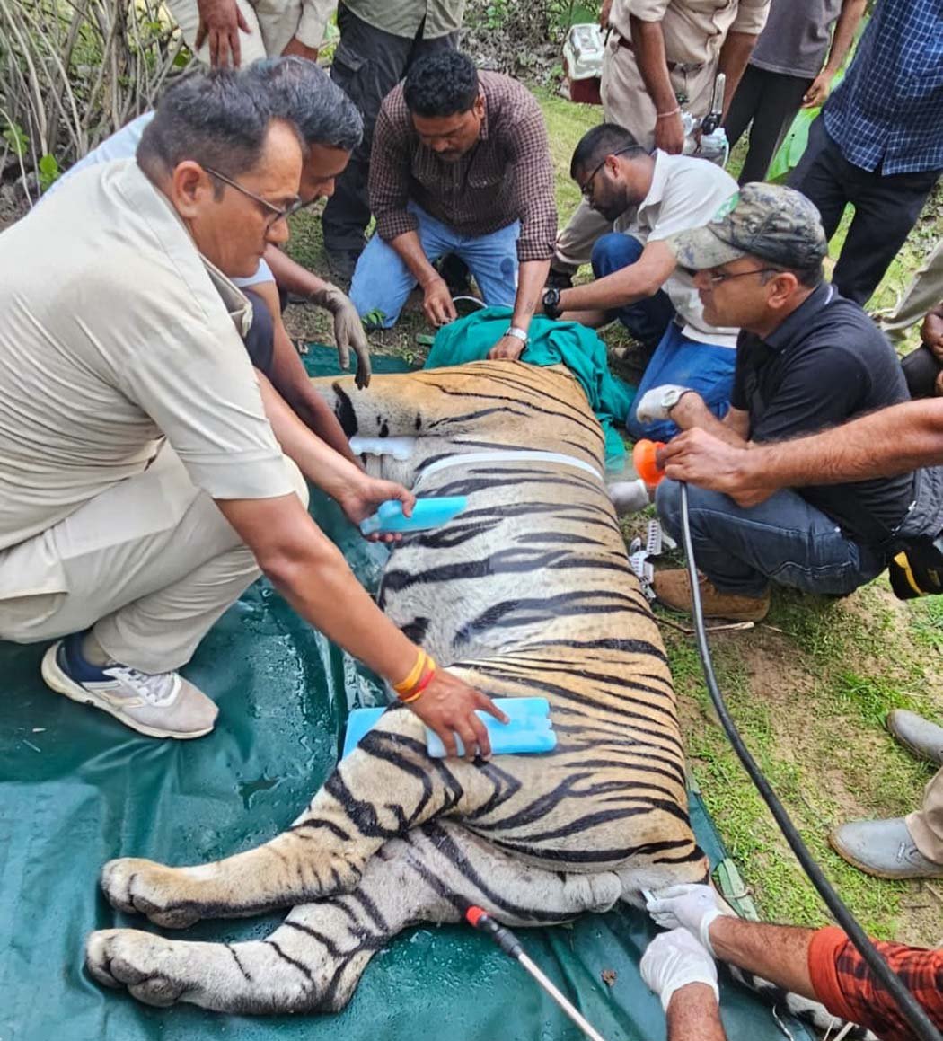 Radio-collared tiger that strayed into residential areas rescued again; sent to Van Vihar.