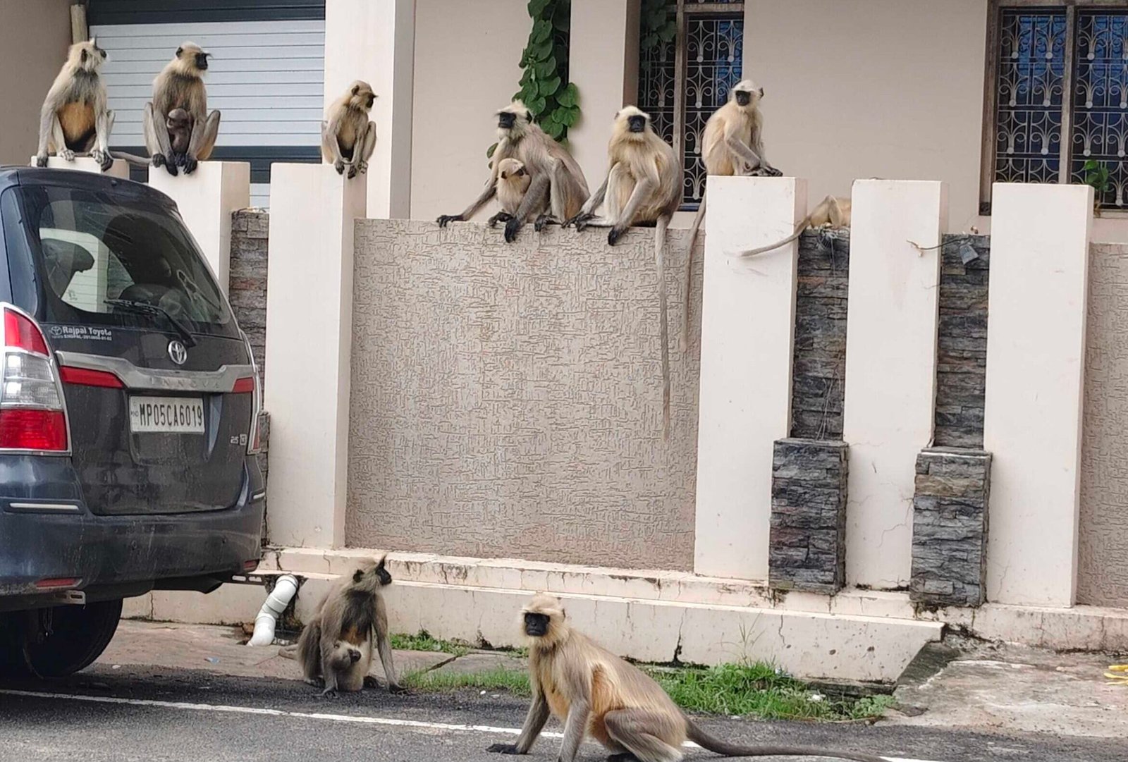Black-faced monkeys terrorize Surajganj residential area; residents in a state of panic.
