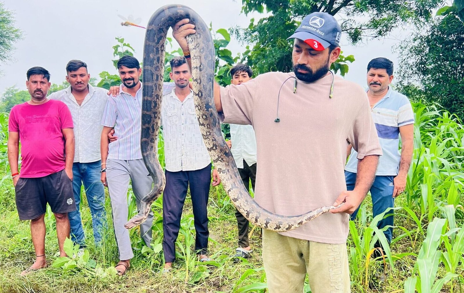 Laborers harvesting maize in a field spotted a 6-foot-long python; a team of four youths rescued it.