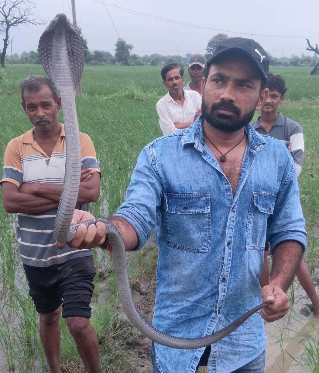 A 3-foot-long cobra was found sitting near a sack of fertilizer; the Forest Department team rescued it.
